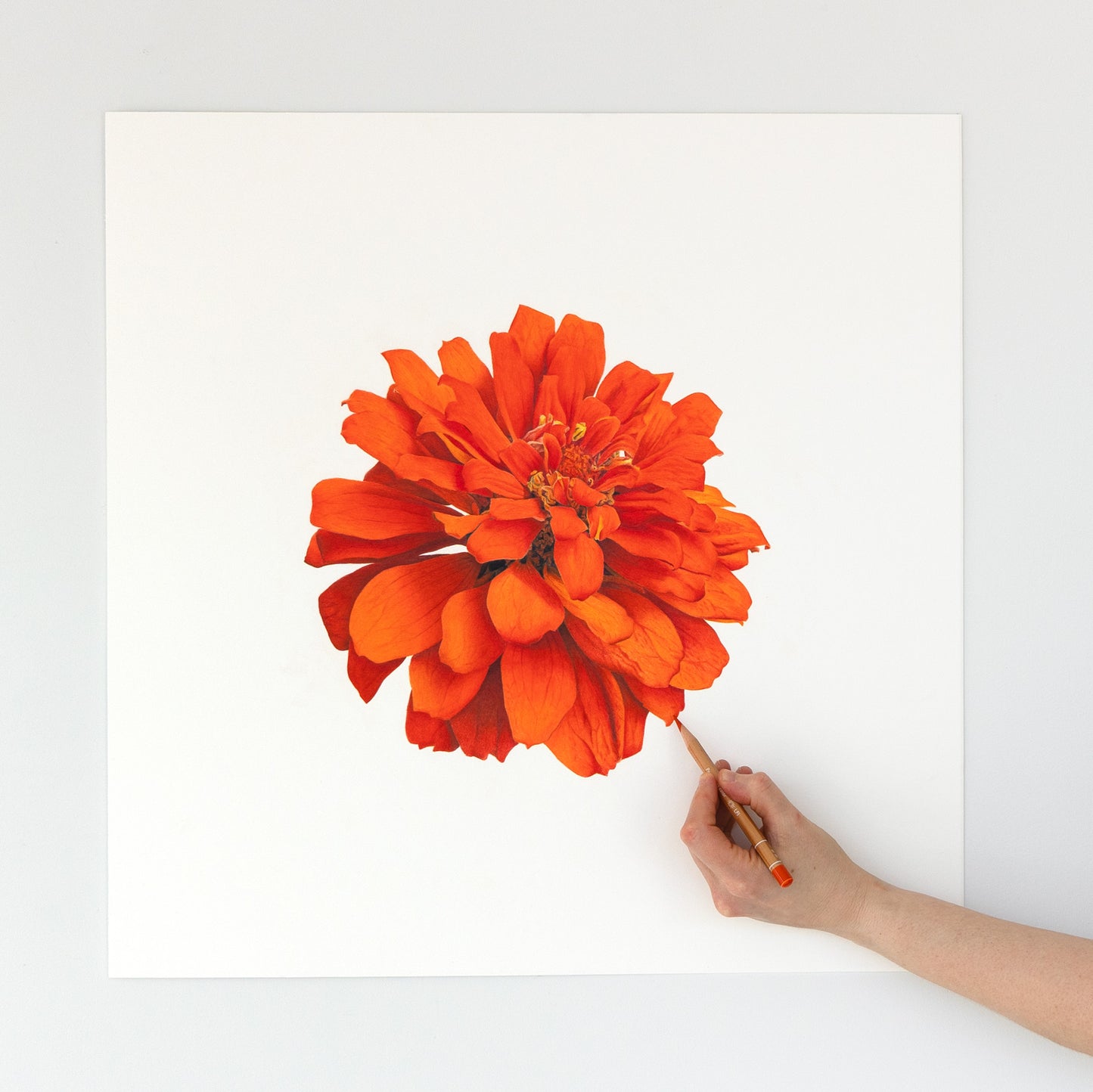 Zinnia