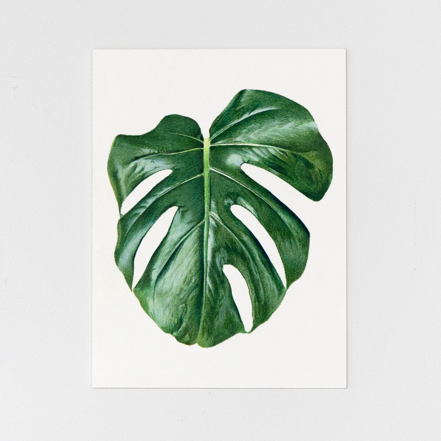 Monstera Leaf Drawing