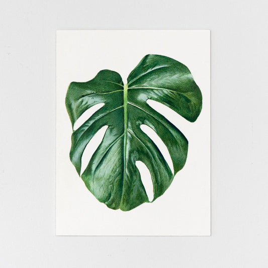 Monstera Leaf Drawing